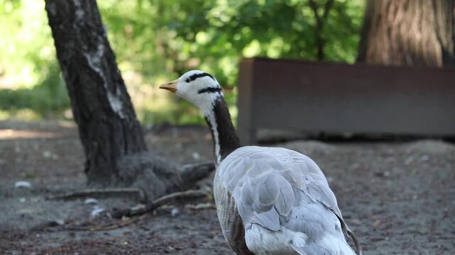 Mountain goose (Anser indicus) close-up. Bird close-up on a blurred natural background. Greylag goose with characteristic black stripes on its head. Ornithology. The bird walks on the ground