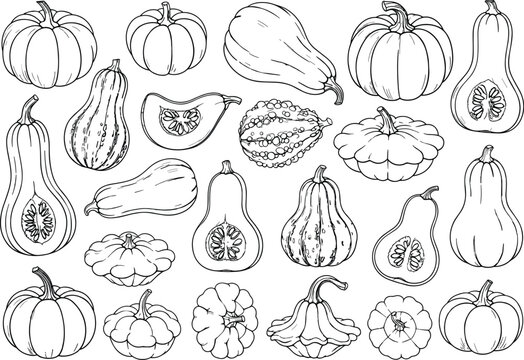 Pumpkin.Pumpkin icon set isolated on white background.Pumpkins and squash line art vector illustration collection set.Pumpkin vegetable.