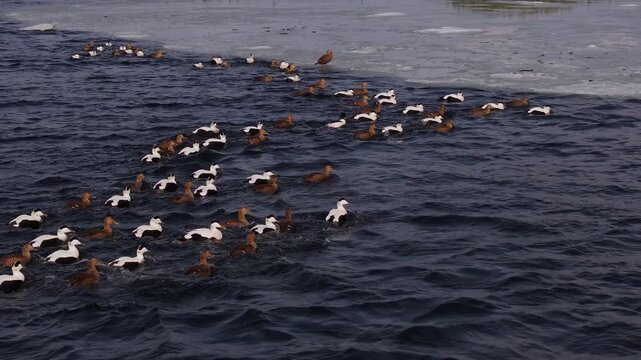 Large flock of eider ducks navigating choppy, icy coastal waters, with white and brown birds swimming together near drifting floes on a cold ocean surface during a wintry scene