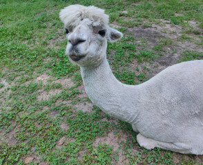Obraz premium A white alpaca standing in a green meadow