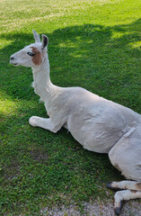Obraz premium LLama in a field at summer day