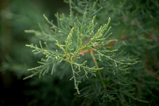 green natural leafes foliage, plants in garden in nature outdoors, closeup view with beautiful blur background