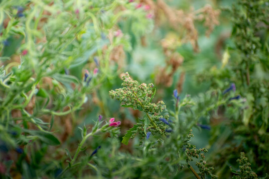 green natural leafes foliage, plants in garden in nature outdoors, closeup view with beautiful blur background