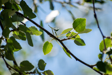 Fototapeta premium green beautiful natural leafes, with blur background in nature. Great wallpaper texture foliage and plants in the forest
