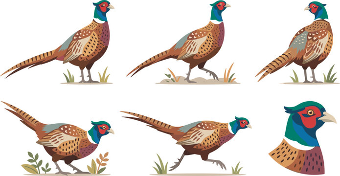 Ring necked pheasant bird vector illustration set with walking running standing and head profile poses on white background