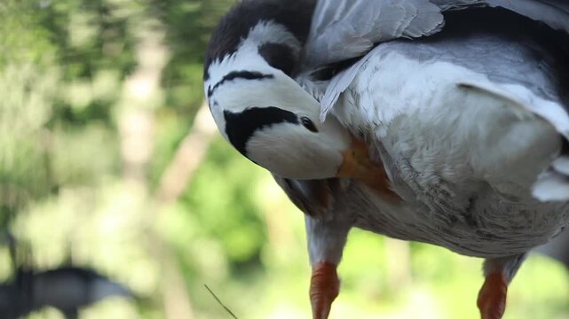 Mountain goose (Anser indicus) close-up. Bird close-up on a blurred natural background. Greylag goose with characteristic black stripes on its head. Ornithology. The bird walks on the ground