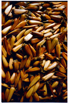 Pile of pine nuts