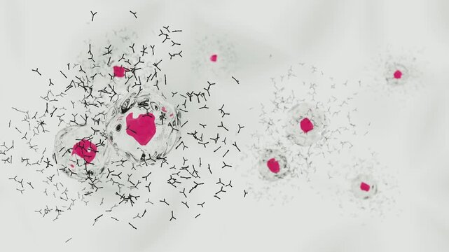 抗体を産生する形質細胞のイメージ