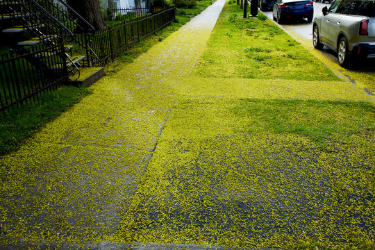 Sidewalk Covered in Yellow Tree Pollen During Spring Season