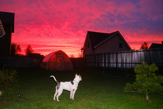 Dog Watches Colorful Bright Sunset in Backyard With Greenhouse