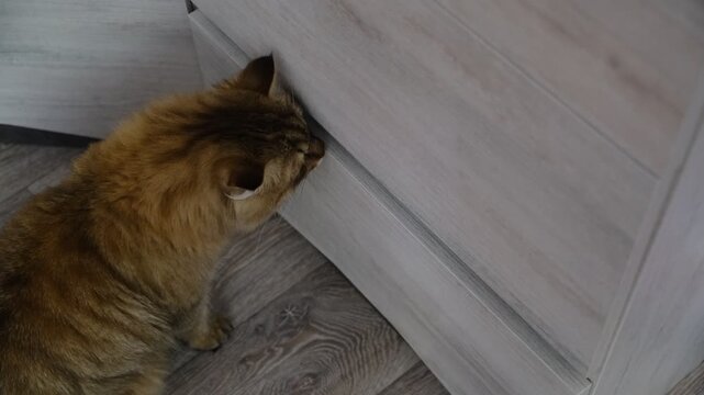 Cute fluffy cat exploring the cabinet  in the living room. Curious domestic cat&mdash; can turn the calmest day into a whirlwind of excitement. Every shelf, every hidden nook, holds a mystery worth solving