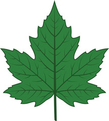Fototapeta premium Green maple leaf vector illustration with detailed veins. Isolated stylized single foliage graphic for autumn, nature, and seasonal design elements.