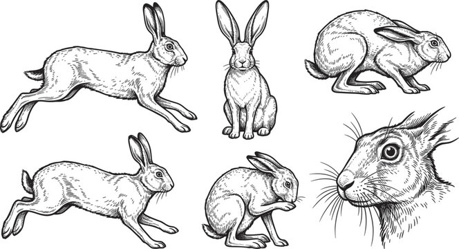 Vintage wild hare and rabbit sketch vector illustration set with detailed line art drawings for hunting or nature theme design assets