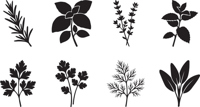 Fresh herbs and spices black silhouettes set including rosemary basil mint parsley and dill isolated on white background