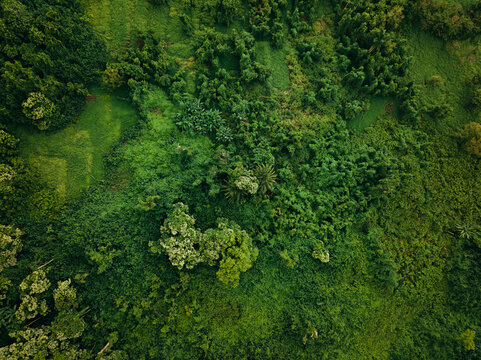 Abstract aerial overhead jungle forest 