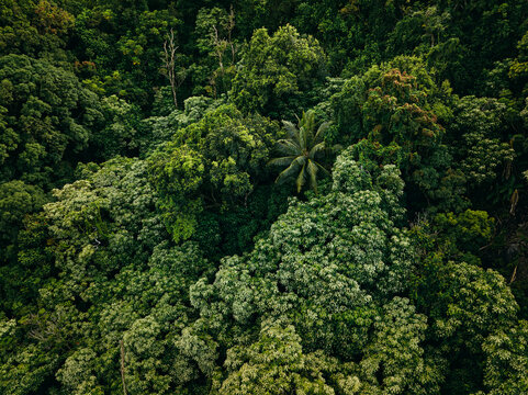 Aerial overhead jungle forest canopy