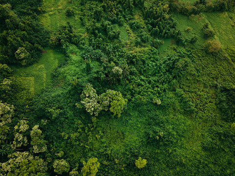 Abstract aerial overhead jungle forest 