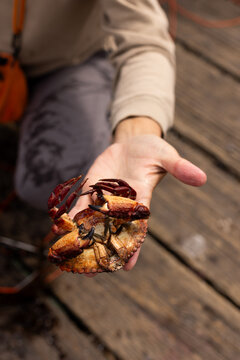 Man showing a crab what he just caught in Vancouver, Canada. 