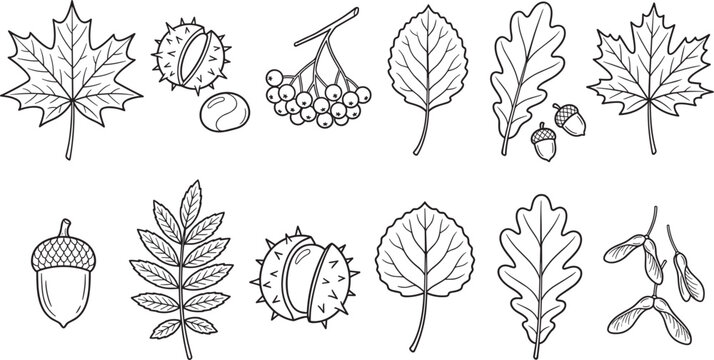 Autumn leaves and seeds coloring page vector set with maple oak acorn rowan and chestnut elements for seasonal activities