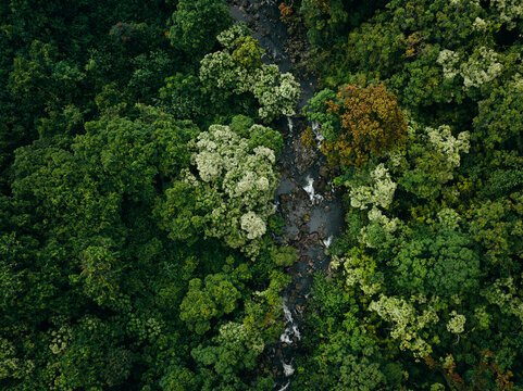 Aerial overhead jungle forest with stream