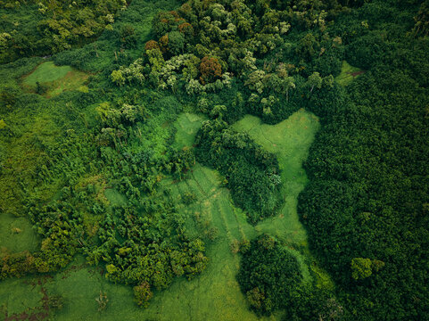 Abstract aerial overhead jungle forest 