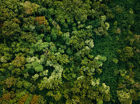Abstract aerial overhead jungle forest 