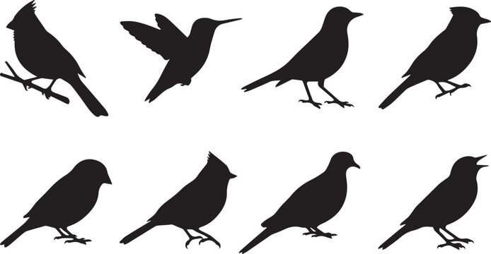 Garden Birds Black Silhouette Vector Icon Set Featuring Hummingbird Cardinal Blue Jay Finch Dove and Sparrow