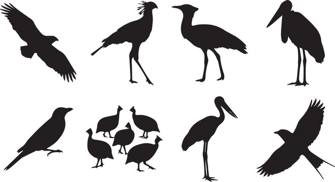 African safari birds black silhouettes set featuring eagle stork secretary bird and guinea fowl vector icons