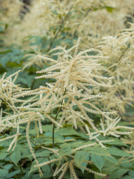 Auf der Aufnahme sieht man wei&szlig; bl&uuml;hende Wedel des Wald-Gei&szlig;barts (Aruncus dioicus), der auch als Johanniswedel bezeichnet wird.