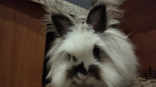 A close-up shot captures a domestic rabbit, a Lionhead Rabbit (Oryctolagus cuniculus), featuring its distinctive long, fluffy fur. The rabbit has dark points on its face and ears. It sits calmly