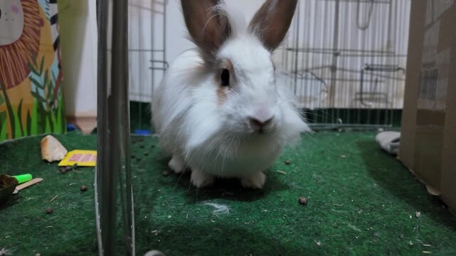 A close-up shot of a small white fluffy rabbit, possibly an Angora rabbit, with large ears and big eyes, looking around cautiously. The rabbit's adorable appearance and gentle movements create a