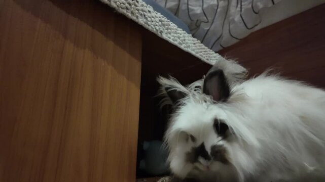 Close up video of a cute white Angora dwarf rabbit, a domestic animal, resting peacefully at home. The adorable fluffy bunny, with its black and white face markings, sits on a braided mat, looking