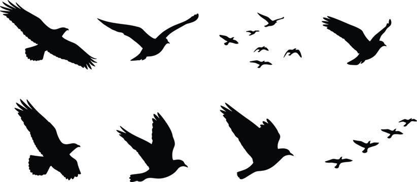 Set of black flying bird silhouettes including soaring eagles and migrating flocks for wildlife graphic design projects
