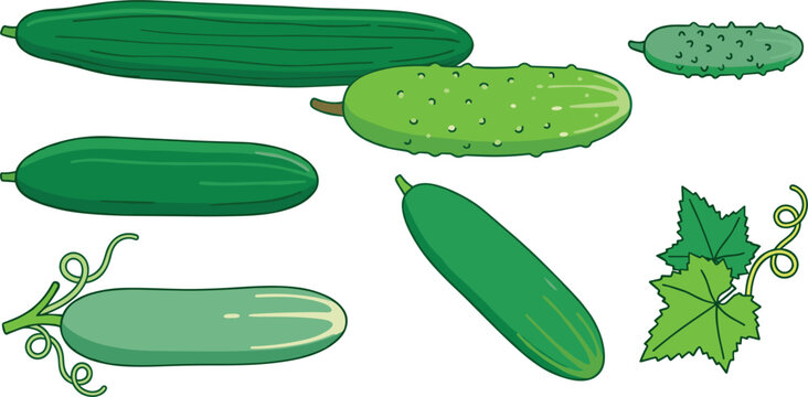 Cucumber Vector Icon Set Featuring English Cucumbers Persian Varieties Gherkins Pickles Vine Leaves and Tendrils for Fresh Agriculture Graphic Designs