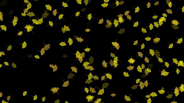 紅葉 いちょう 小 下降 銀杏色 パターン01 ループ（透過背景）