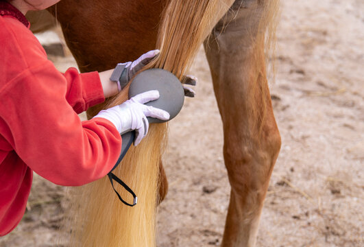 Horse grooming routine, a girl brushing a horse's tail with a brush. Equestrian taking care