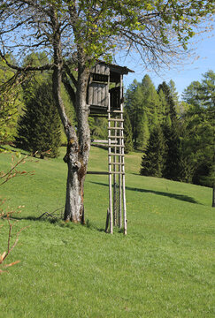 Wooden hunting stand on a tree in a green meadow in Tonezza Italy