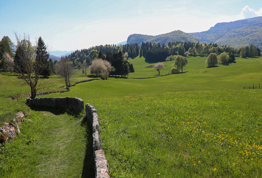 Beautiful alpine path with dry stone wall winding through green summer meadows in the Italian Alps of Veneto