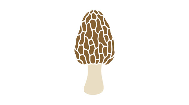Edible morel mushroom isolated on white background.