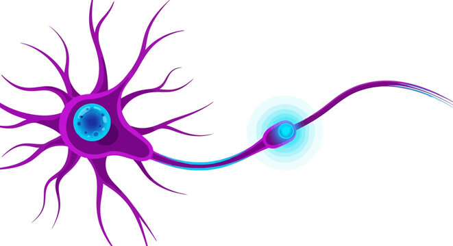 Medical Illustration of a Human Neuron Cell Showing Nerve Impulse Transmission, Dendrites, and Axon on a White Background