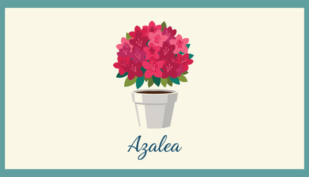 Beautiful azalea houseplant with vibrant pink and red blossoms sits in a grey ceramic pot with elegant typography.