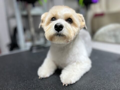 Close-up portrait of a cute white and tan Maltese mix dog after a professional grooming session. Sweet small puppy with a fresh haircut sitting on a black mat at a pet salon.