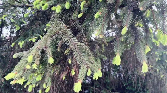 Close-up video showing spruce tree branches, with vibrant new spring green growth tips gently swaying and moving in the wind. Natural outdoor scene.