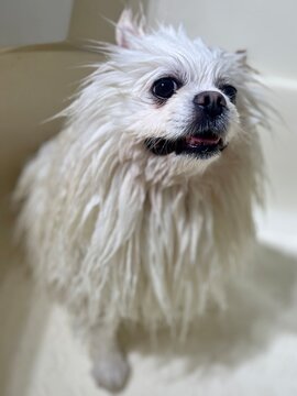 Cute white Pomeranian dog with wet spiky fur standing in a bathtub during bath time. Close-up portrait of a funny small pet getting washed in a bright white bathroom.