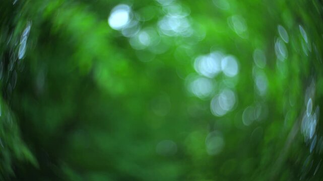 Abstract forest bokeh background with soft motion