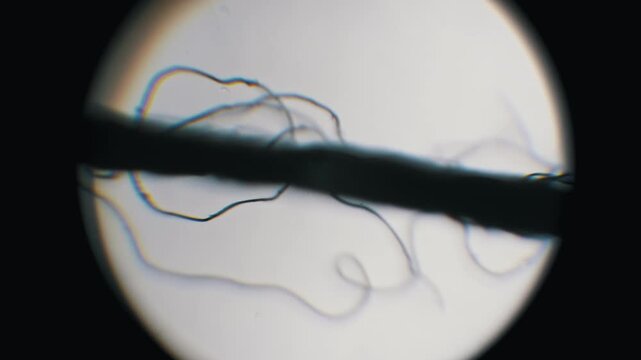 Microscopic view of a thread structure showing loose curly synthetic fibers with a focus shift. Rainbow light refraction highlights the textile material analysis.