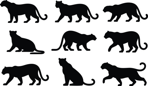 Set of black panther silhouettes in various walking and sitting poses for animal design