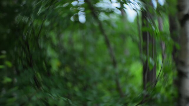 Abstract forest bokeh background with soft motion
