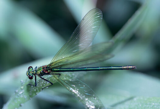 Close-up of a female dragonfly from above. The hunter is perched on tall reeds. Her wings are spreading.