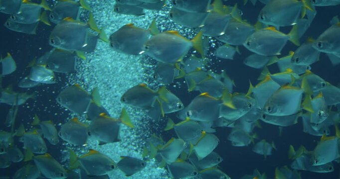 A school of yellow-tailed fish swimming amidst bubbles in a large aquarium, highlighting vibrant underwater life